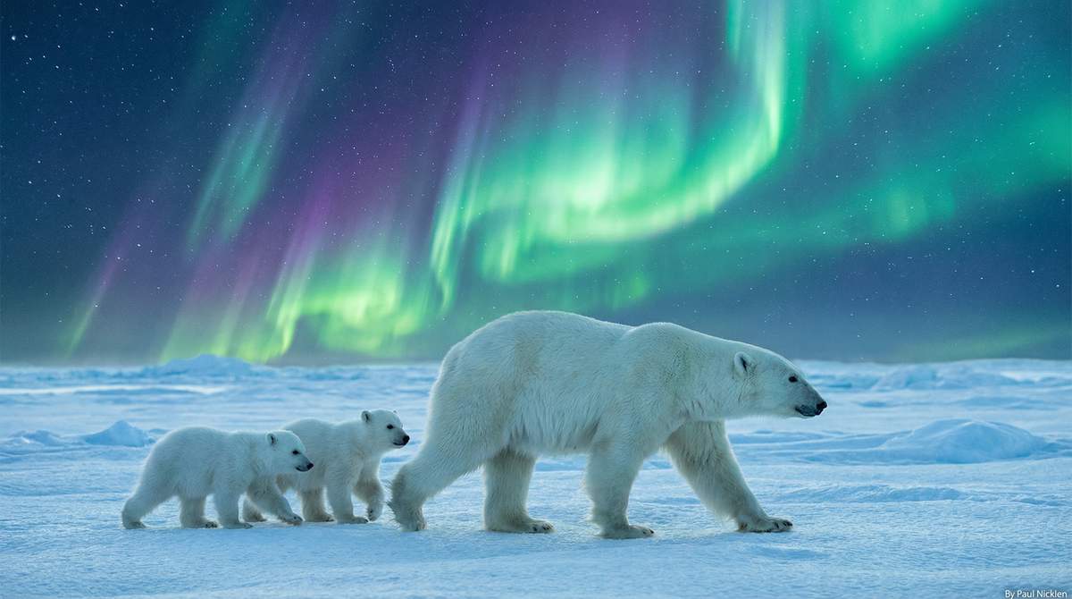 蜜桃传媒北极熊视频